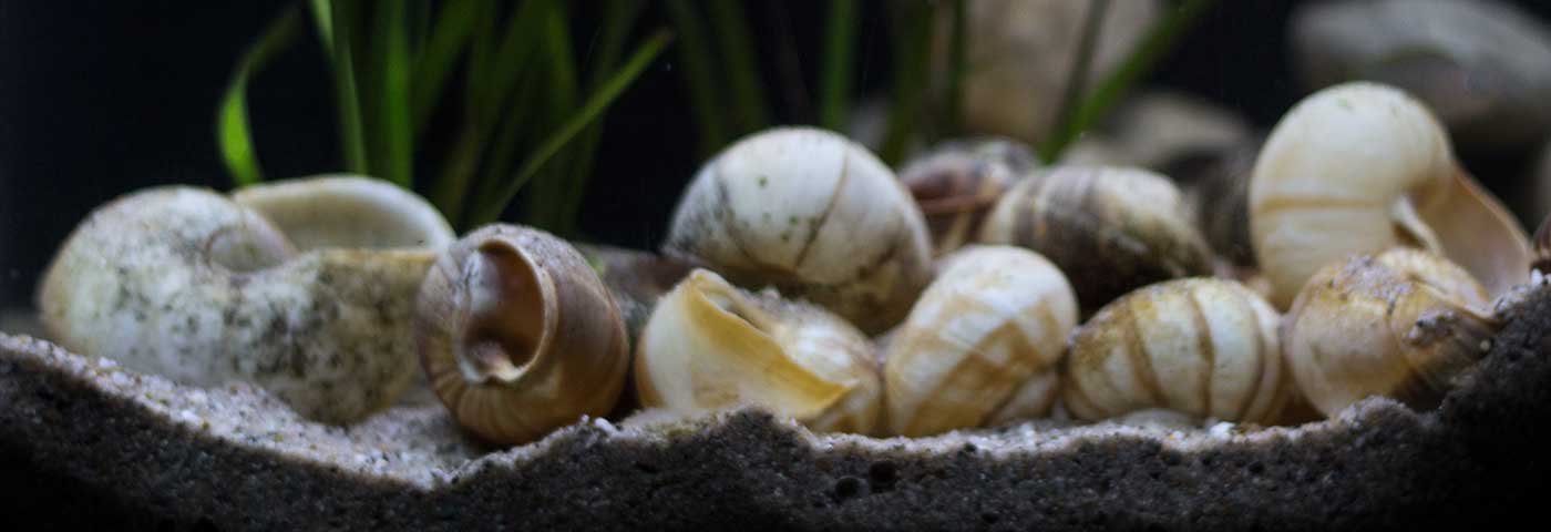 NanoTanganjika slide