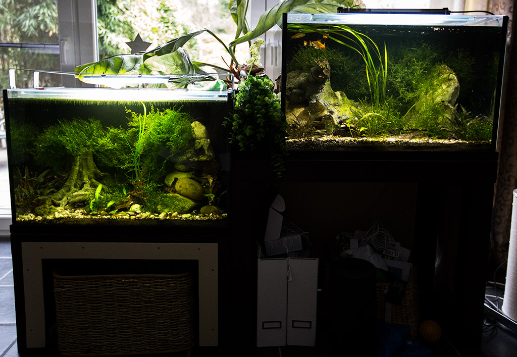 SmaugsEinoede 1024 MG 6771