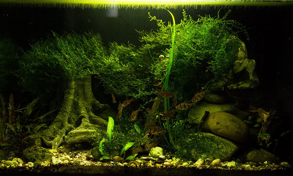 SmaugsEinoede links 1024 MG 6778