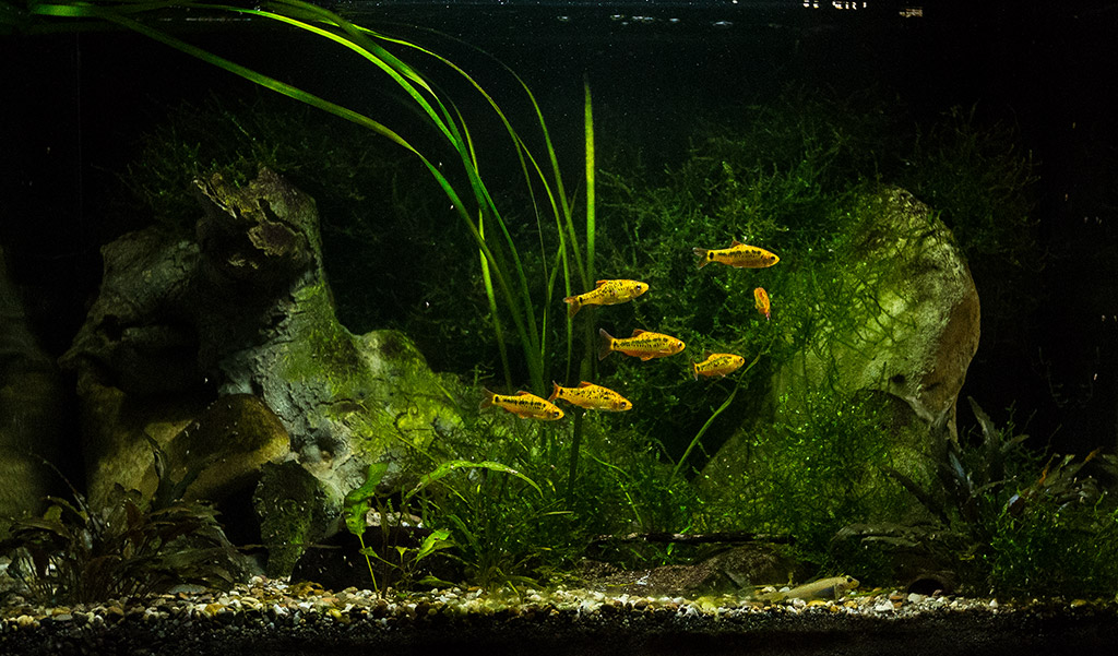 SmaugsEinoede rechts 1024 MG 6779