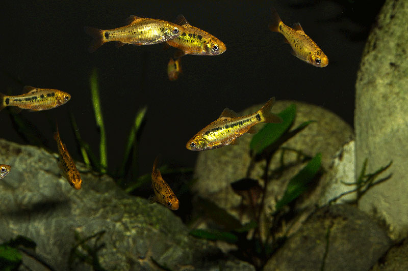 Barbodes semifasciolatus Gruppe MG 2832