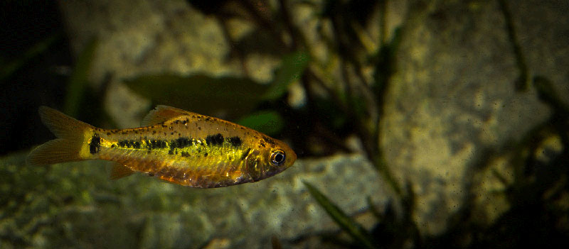 Barbodes semifasciolatus MG 2834