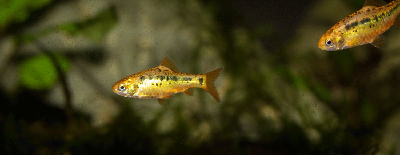 Barbodes semifasciolatus MG 2874
