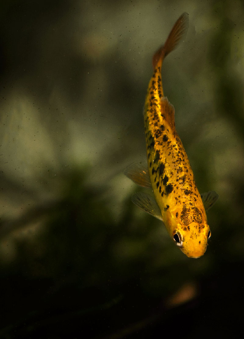 Barbodes semifasciolatus MG 2876