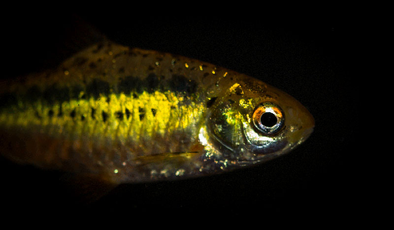 Barbodes semifasciolatus MG 2894