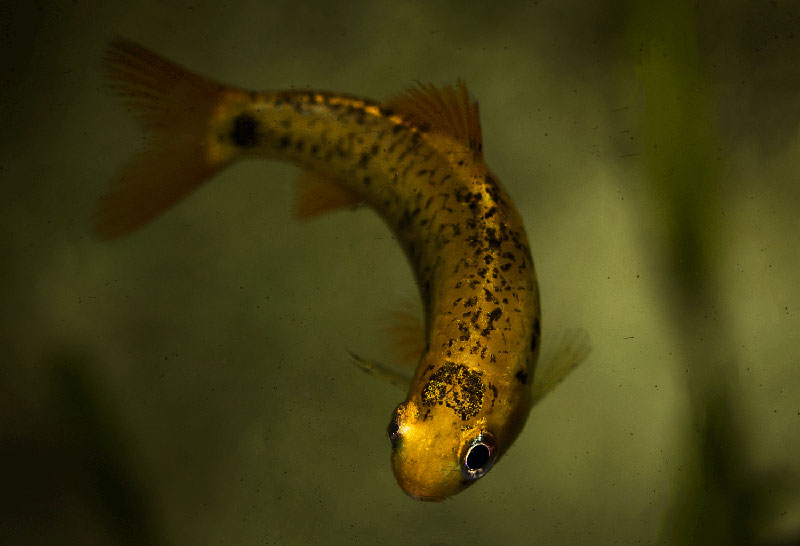 Barbodes semifasciolatus MG 2895