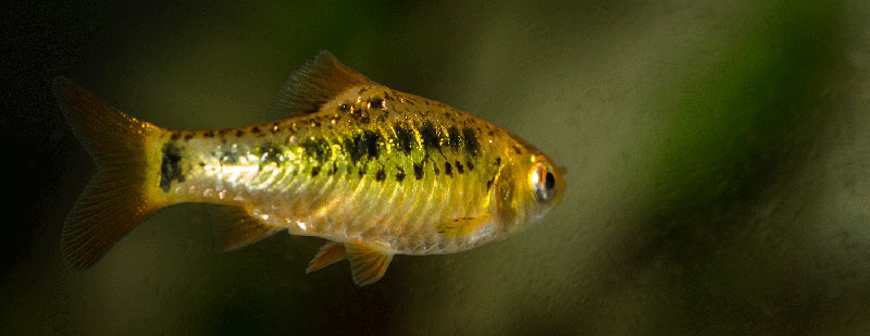Barbodes semifasciolatus MG 2896