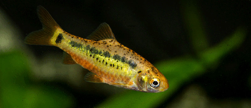 Barbodes semifasciolatus MG 2927