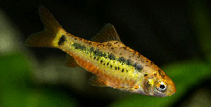 Barbodes semifasciolatus MG 2927 300