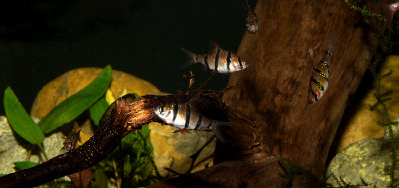 Desmopuntius pentazona Gruppe MG 2835