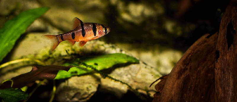 Desmopuntius pentazona MG 2870