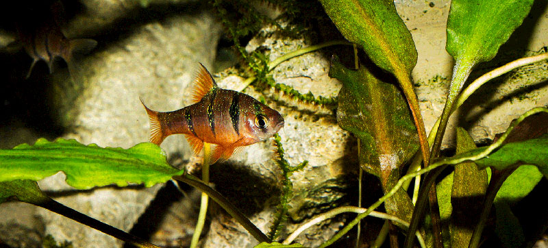 Desmopuntius pentazona MG 2886