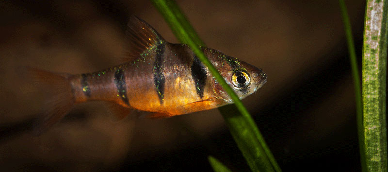 Desmopuntius pentazona MG 2891