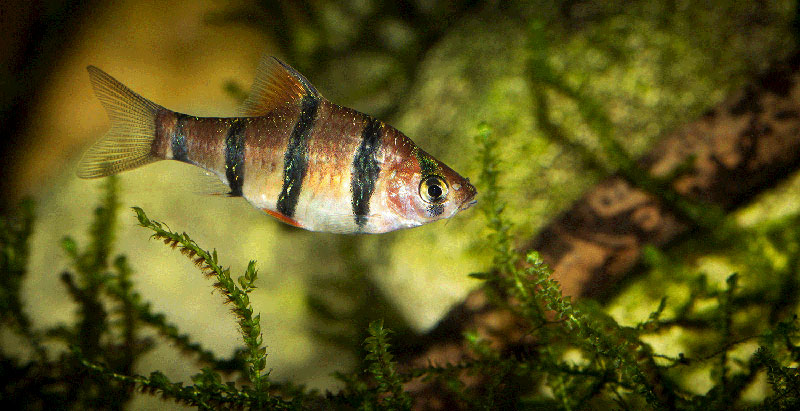 Desmopuntius pentazona MG 2923