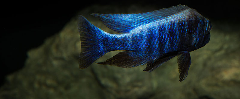 Sciaenochromis fryeri MG 8247