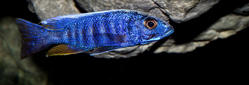 Sciaenochromis fryeri MG 8252