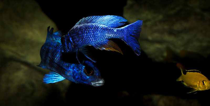 Sciaenochromis fryeri MG 0756