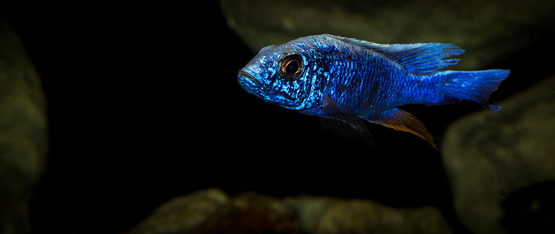 Sciaenochromis fryeri MG 0765