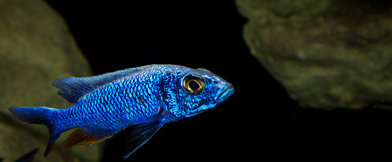 Sciaenochromis fryeri MG 0770