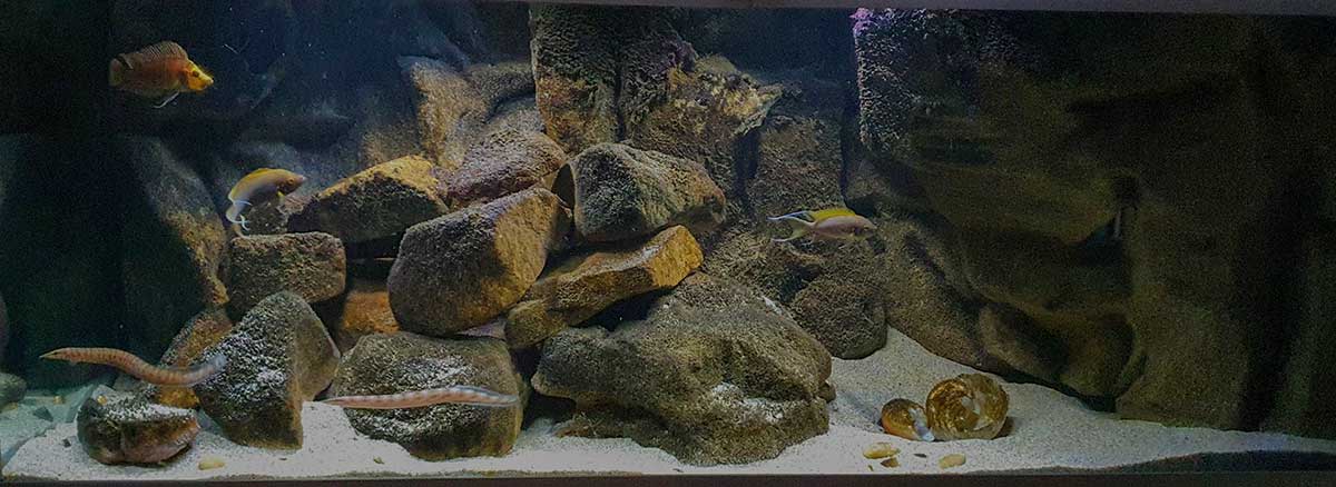 unteres Aquarium Tanga Cave Tanga Cave nach Umbau 07/2020