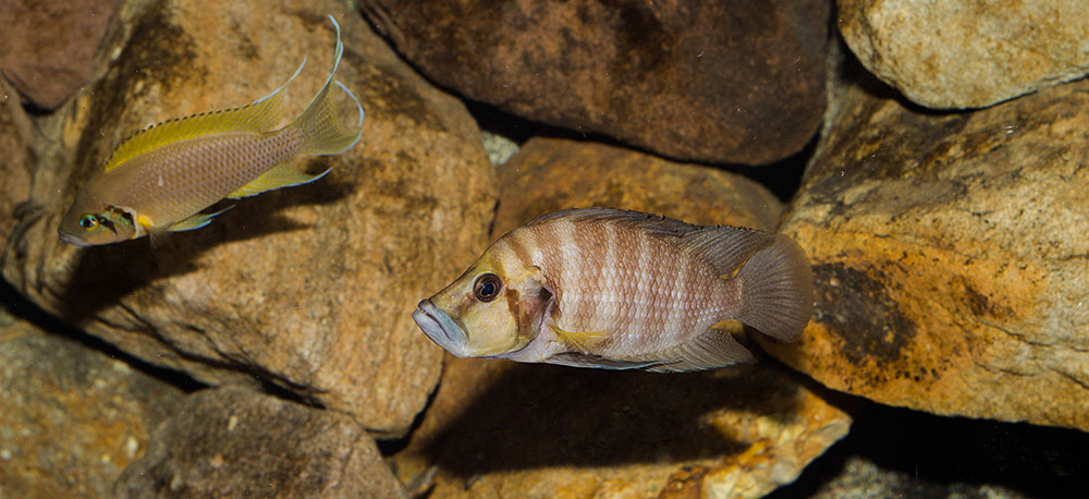 Altolamprologus Neolamprologus MG 1904