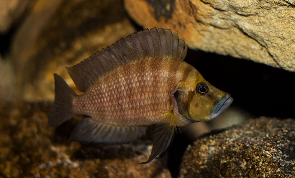 Altolamprologus compressiceps Goldhead IMG 0881