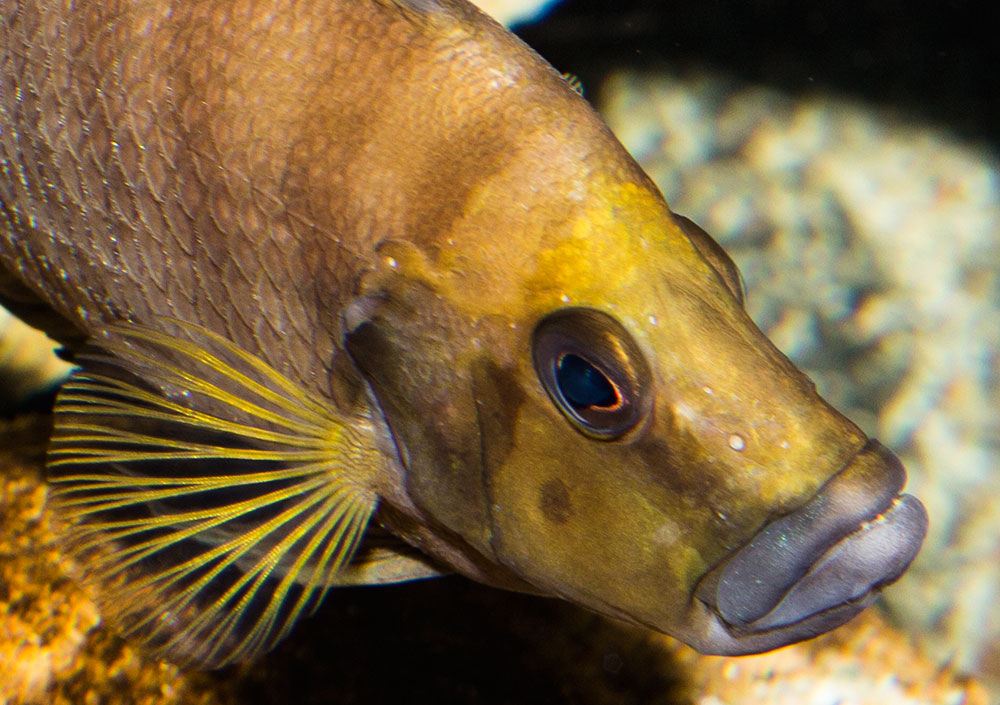 Altolamprologus compressiceps Goldhead Kopf MG 1241