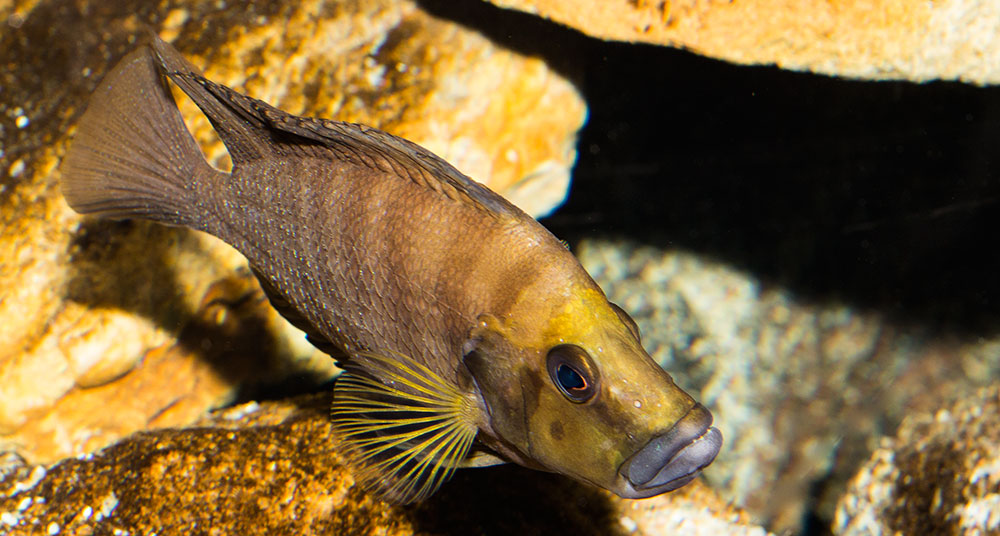 Altolamprologus compressiceps Goldhead MG 1241
