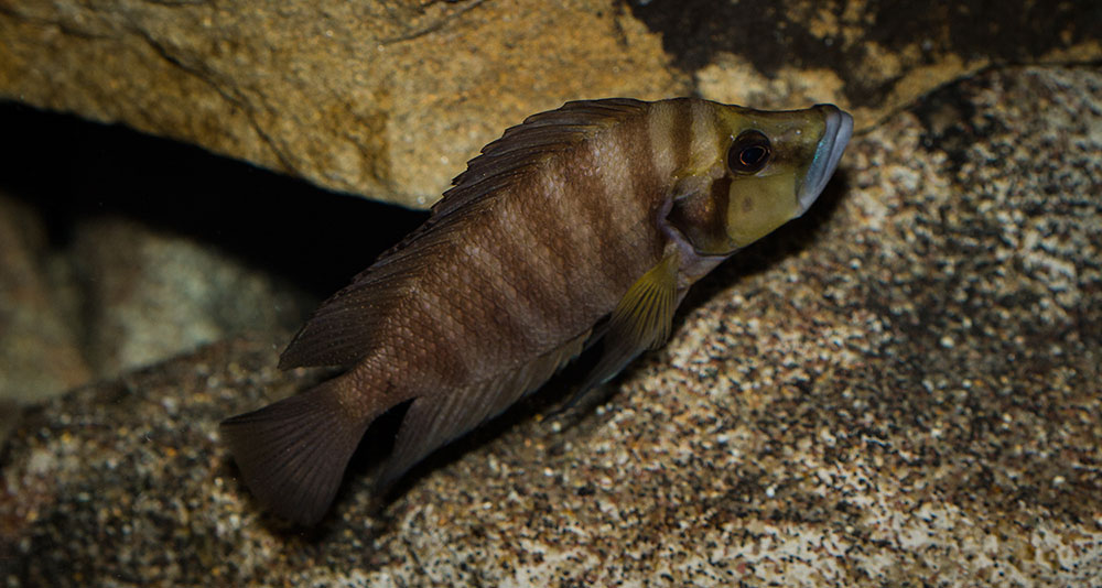 Altolamprologus compressiceps Goldhead MG 1879