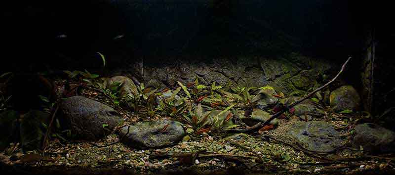 Asien - Sri Lanka Bachlauf