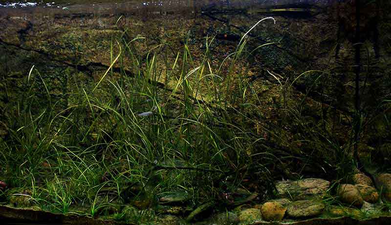 Asien - Thailand Sumpfgebiet