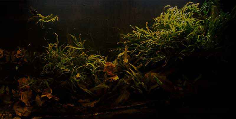 Asien - Borneo Schwrzwasser