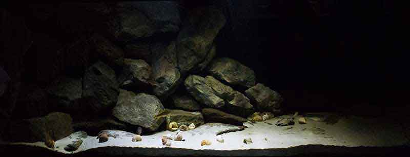 Tanganjikasee - Übergangszone Sand