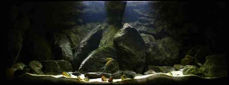 Tanganjikasee - Übergangszone