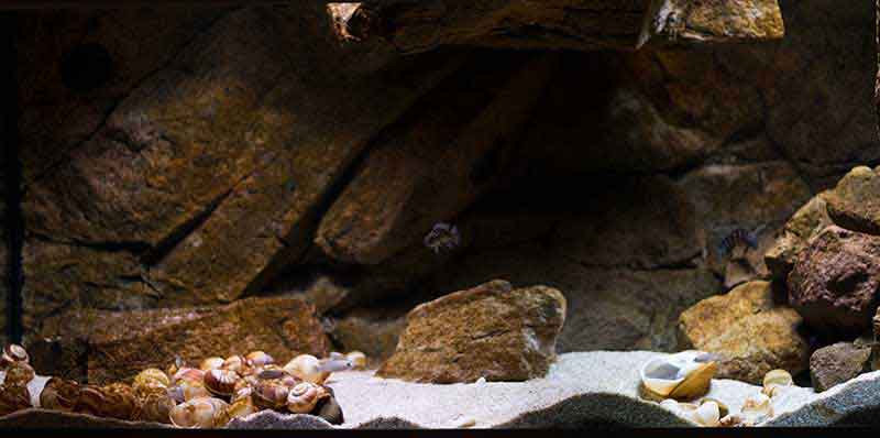 Tanganjikasee - Übergangszone "Sand"