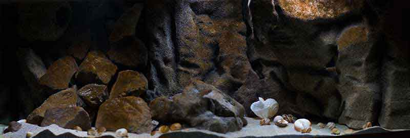 Tanganjikasee - Übergangszone