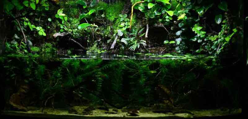 Zentralafrika - Paludarium