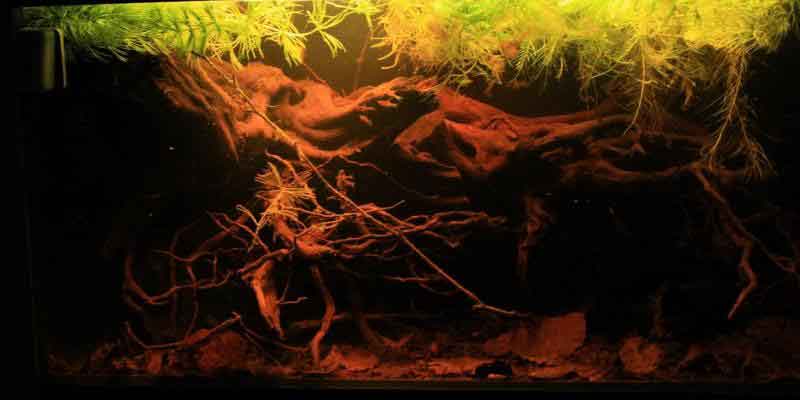 Asien - Sumatra Sumpfgebiet