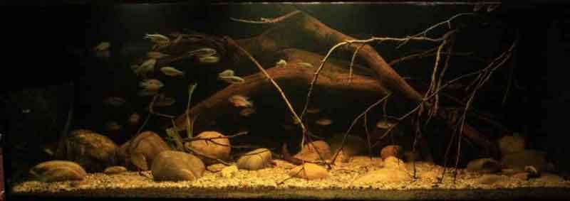 Mittelamerika - Todholzbecken