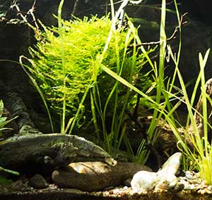 Taxiphyllum barbieri