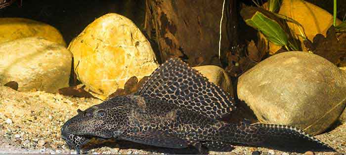 Glyptoperichthys gibbiceps MG 6157 gr