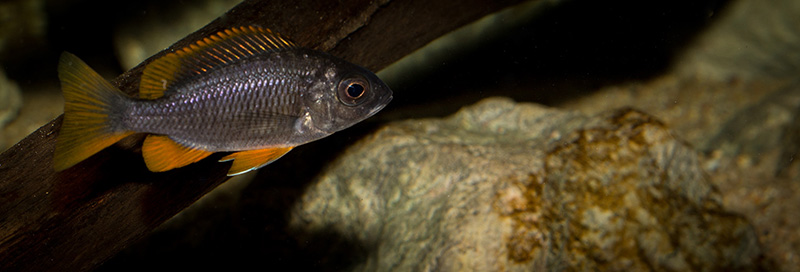 Copadichromis borleyi Kadango MG 7201