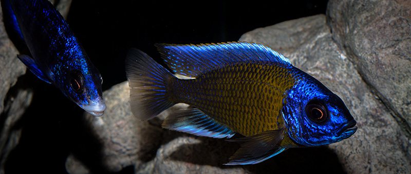 Copadichromis borleyi Kadango MG 8240