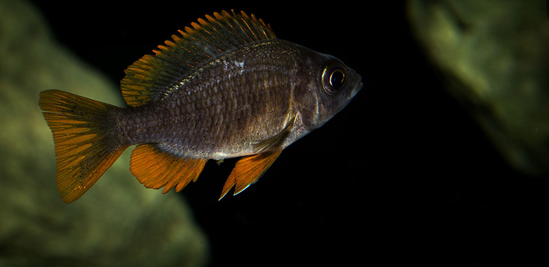 Copadichromis borleyi Kadango MG 8241