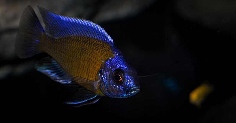 Copadichromis borleyi Kadango MG 9098