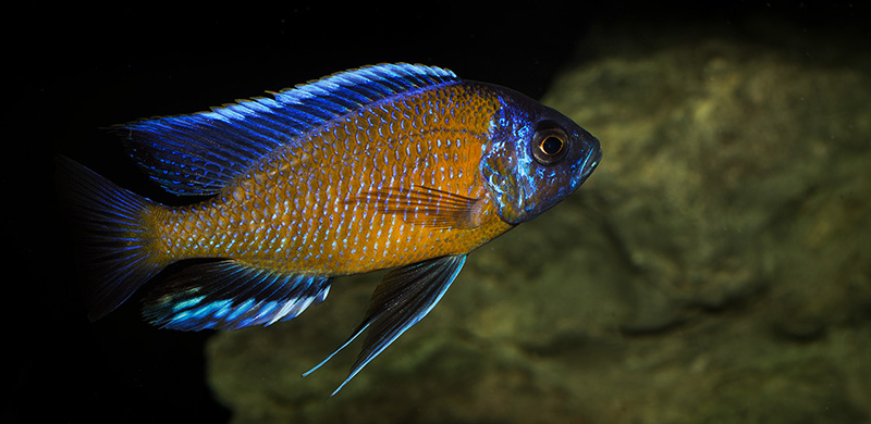 Copadichromis borleyi Kadango MG 0779
