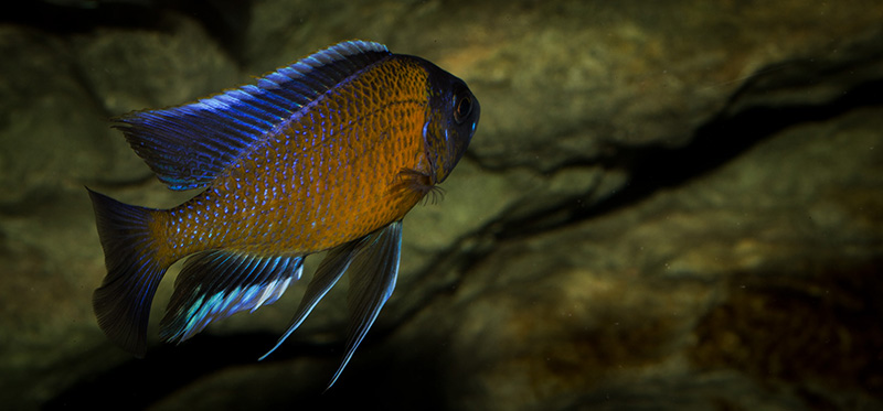 Copadichromis borleyi Kadango MG 0780