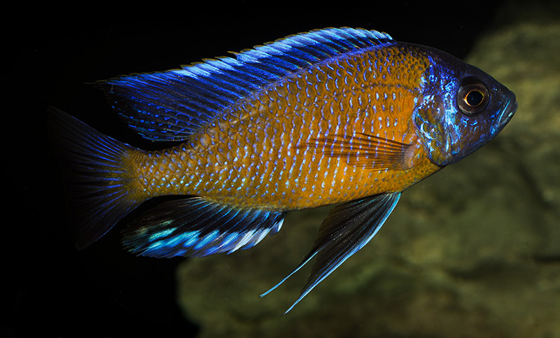 mann Copadichromis borleyi Kadango MG 0779