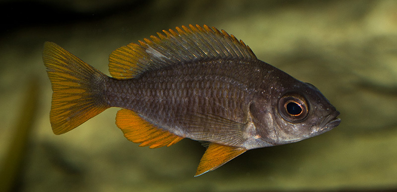 weib Copadichromis borleyi Kadango MG 7204
