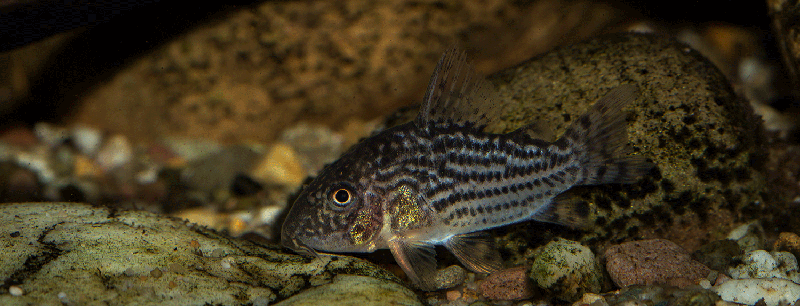 Corydoras sterbai Jungtier MG 2117